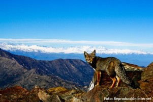 Un pequeño zorro en la cumbre del Cerro La Campana.